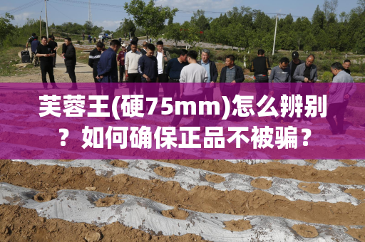 芙蓉王(硬75mm)怎么辨别？如何确保正品不被骗？